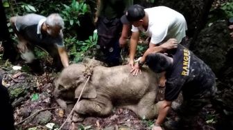 Seekor Anak Gajah yang Ditemukan Terjerat Perangkap di Aceh Akhirnya Mati
