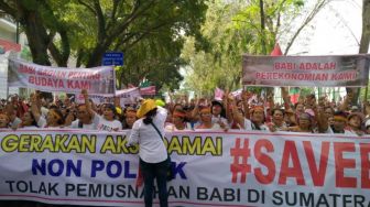 Isu Pemusnahan Babi di Sumut, Tagar #SaveBabi Menggema