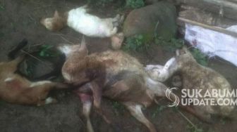 Teror Kambing Mati di Desa Caringin Sukabumi Terjadi Sejak Januari