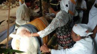 Warga Geriana Kangin Antusias Ikuti Prosesi Sakral Mineh Lembu