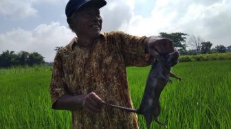 Iiihh... Sawah di Kediri Diserang Ratusan Tikus Sebesar Anak Kucing