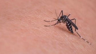 Dua Bulan Terakhir, 140 Pasien DBD di Sukabumi Dirawat