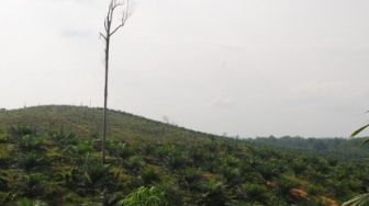 Hutan di Kuansing Dikuasai Perorangan dan Korporasi