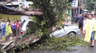 Tertimpa Pohon Beringin di Perempatan Terong, Pengemudi Mobil Tewas