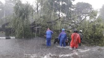 Angin Kencang Tumbangkan Pohon di Jalan Magelang, BPBD Sleman Turun Tangan