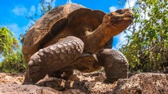 Terancam Punah, 36 Kura-kura Galapagos Dilepas ke Habitat Asli