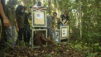 Sejumlah staf International Animal Rescue (IAR) Ketapang melepasliarkan dua dari lima orangutan di hutan Taman Nasional Bukit Baka Bukit Raya (TNBBBR), Kabupaten Melawi, Kalimantan Barat, Selasa (11/2). [ANTARA FOTO/HO/IAR Indonesia-Heribertus]