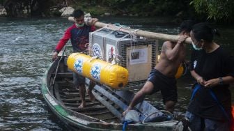 Sejumlah relawan dari International Animal Rescue (IAR) Ketapang membawa kandang berisi orangutan yang hendak dilepasliarkan di hutan Taman Nasional Bukit Baka Bukit Raya (TNBBBR), Kabupaten Melawi, Kalimantan Barat, Selasa (11/2). [ANTARA FOTO/HO/IAR Indonesia-Heribertus] 