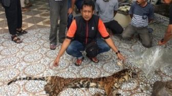 Lagi, Polda Riau Gagalkan Perdagangan Organ Harimau Sumatera