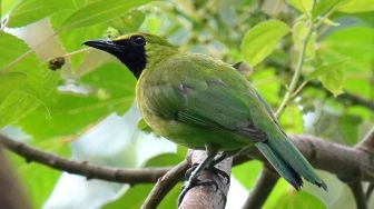 Ketambahan 21 spesies baru, Indonesia punya 1.794 spesies burung