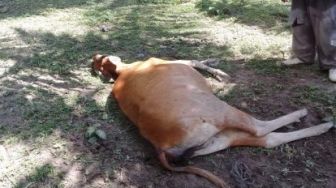 Warga Kuala Tolam Pelalawan Resah Keberadaan Harimau Sumatera