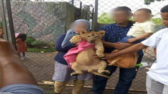 Bayi Singa Jadi Objek Foto-foto, Kebun Binatang di Riau Tuai Kecaman