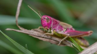 Temuan Belalang Pink bikin Gemas di Dunia Maya