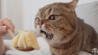 Begini Lucunya Reaksi Kucing saat Ditawari Durian, Ada yang Lahap?