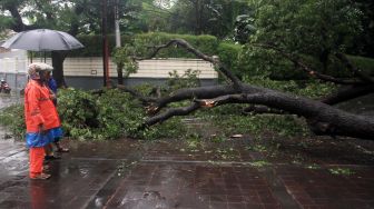 Petugas melihat pohon roboh di depan rumah dinas Gubernur DKI Jakarta Anies Baswedan Jalan Taman Suropati, Jakarta, Selasa (25/2). [Suara.com/Oke Atmaja]