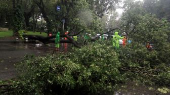 Sejumlah petugas memotong pohon roboh di depan rumah dinas Gubernur DKI Jakarta Anies Baswedan Jalan Taman Suropati, Jakarta, Selasa (25/2). [Suara.com/Oke Atmaja]