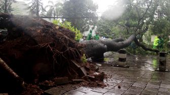 Pohon roboh di depan rumah dinas Gubernur DKI Jakarta Anies Baswedan Jalan Taman Suropati, Jakarta, Selasa (25/2). [Suara.com/Oke Atmaja]