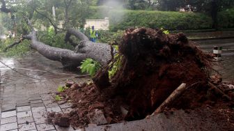 Petugas memperhatikan pohon roboh di depan rumah dinas Gubernur DKI Jakarta Anies Baswedan Jalan Taman Suropati, Jakarta, Selasa (25/2). [Suara.com/Oke Atmaja]