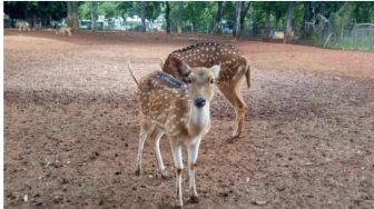 Rusa Betina Berenang dari Bali ke Banyuwangi Diduga Akibat Diburu Predator