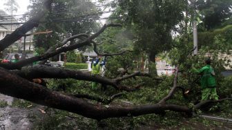 Petugas memotong pohon roboh di depan rumah dinas Gubernur DKI Jakarta Anies Baswedan Jalan Taman Suropati, Jakarta, Selasa (25/2). [Suara.com/Oke Atmaja]