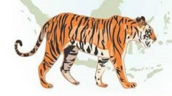 Warga Pelalawan Dihebohkan Informasi Kawanan Harimau Berkeliaran