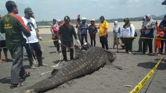 Ini Penampakan Hiu Paus yang Terdampar dan Akhirnya Mati di Pantai Congot