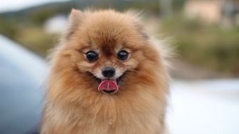 Anjing dan Kelinci di Depok Diduga Positif Corona, JAAN: Belum Ada Buktinya