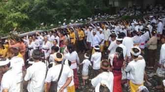 Ribuan Warga Geriana Kangin Jalani Ritual Mengambil Daun Beringin Suci