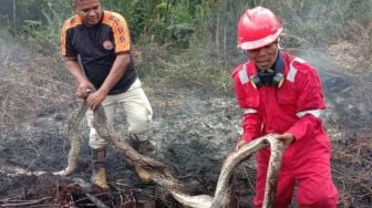 Kebakaran Hutan di Riau, Ular Piton Mati Terpanggang Lindungi 12 Telurnya