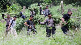 Tim gabungan yang terdiri dari personel Satuan Narkoba Polres Aceh Besar, aparat TNI Kodim 0101 BS, petugas Kejaksaan dan unsur Pemkab Aceh Besar mencabut tanaman ganja siap panen di kawasan pegunungan Kuta Malaka, Aceh Besar, Aceh, Rabu (4/3).   [ANTARA FOTO/Irwansyah Putra]