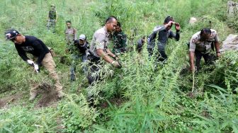 5 Hektar Ladang Ganja di Aceh Dimusnahkan