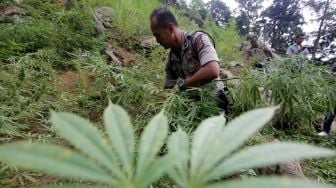 Waka Polres Aceh Besar Kompol Pradana Aditya bersama personel tim gabungan mencabut tanaman ganja siap panen di kawasan pegunungan Kuta Malaka, Aceh Besar, Aceh, Rabu (4/3). [ANTARA FOTO/Irwansyah Putra]