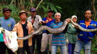 Warga Kalapanunggal Sukabumi Tangkap Ular Sanca Delapan Meter