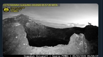 CCTV Kawah Rekam Anjing Misterius di Gunung Agung, Roy Suryo Bilang Begini