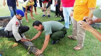 Geger Buaya Masuk Kampung dan Makan Ternak Babi di Kotawaringin