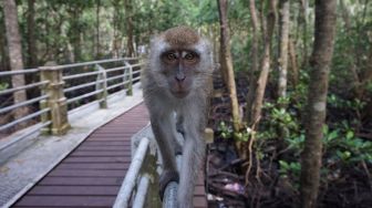 Viral Video Balita Diseret Topeng Monyet, Sampai Cium Aspal!