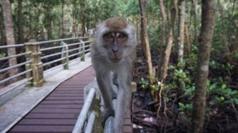 Viral Monyet Masuk Perkampungan Warga, BPBD Sleman Sebut Bukan Sekali Ini Terjadi