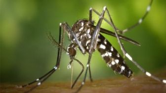 Dua Orang Meninggal dan Seratusan Warga Terserang DBD