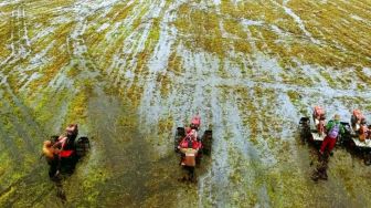 Program Optimalisasi Rawa Berefek Positif, Luas Sawah di Banjar Meningkat