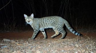 Kumpulan Berita KUCING HUTAN: 11 Ekor Kambing Warga Tapsel Mati 