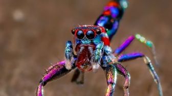Amazing! Laba-laba Berwarna Indah Tertangkap Kamera