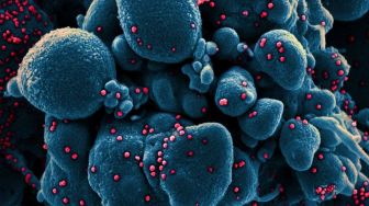 Studi Baru: Mutasi Virus Corona Mungkin Lebih Menular