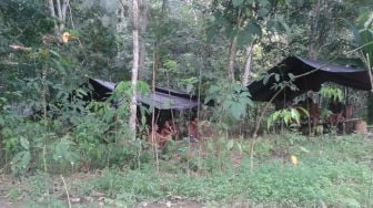 Hidup Orang Rimba Kala Covid-19: Terhindar dari Wabah Tapi Kelaparan dalam Hutan