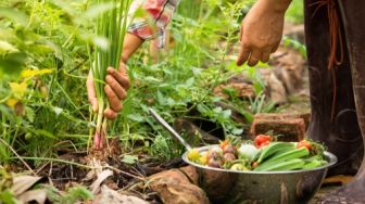 Tips Menanam Sayur di Rumah, Lebih Hemat dan Sehat