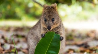Kebun Binatang Australia Selidiki Kematian Mendadak 9 Hewan Marsupial