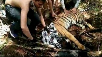 WWF Sesalkan Kejadian Harimau Sumatera Terjerat di Konsesi PT RAPP
