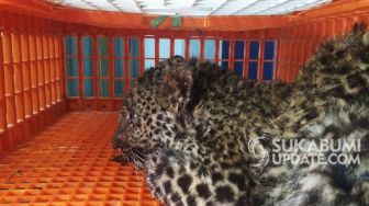 Penanganan Macan Tutul Muda Pemakan Sepatu Bot di Sukabumi Dinilai Lambat