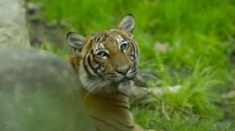 Seekor harimau di kebun binatang Amerika Serikat positif terinfeksi virus