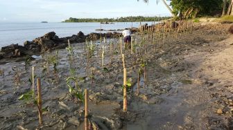 Wisatawan Sepi karena Corona, Pegawai Pantai Kerang Marina Tanam Mangrove