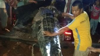 Muncul di Sela Kapal Nelayan, Buaya 2 Meter Ditangkap di Lampung Timur
